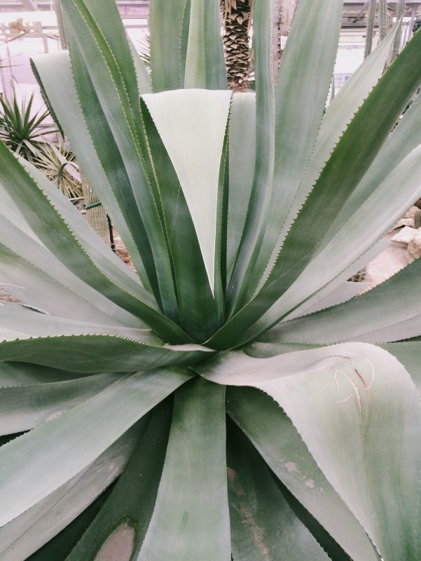 Aloe somaliensis peckii