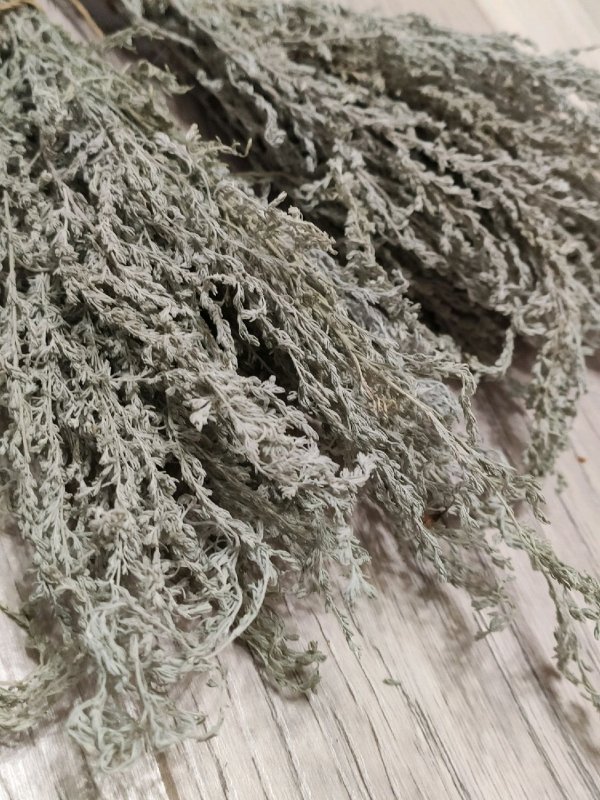 Полынь Таврическая (Artemisia Taurica)