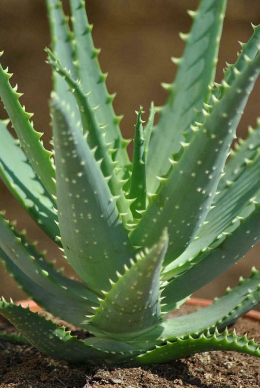 Haworthia ‘daiginga