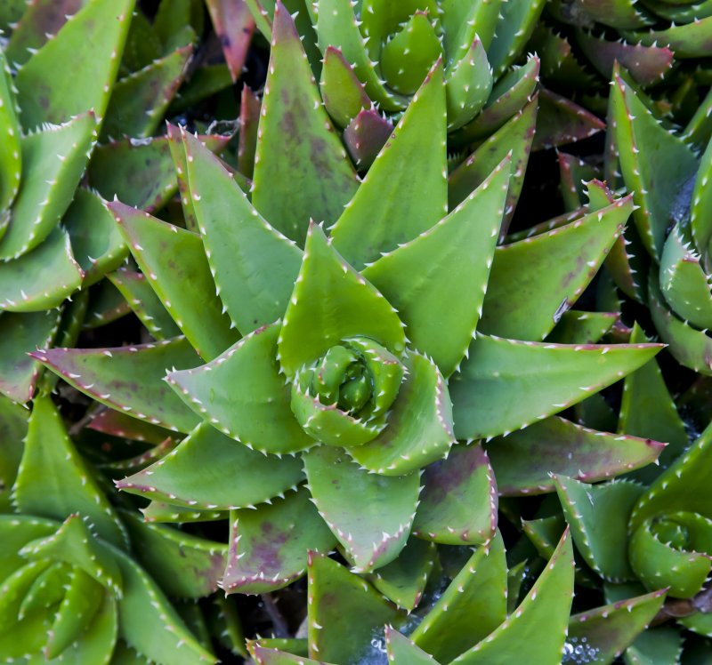 Aloe Hybrid