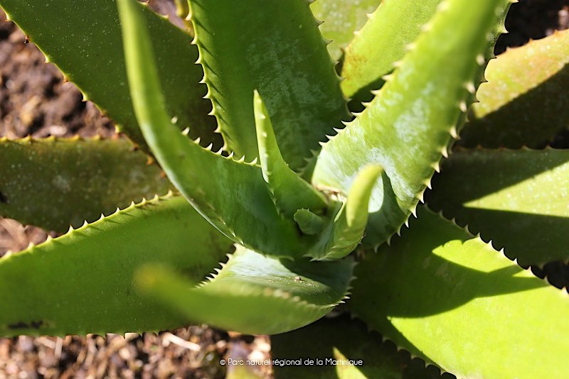 Aloe helenae