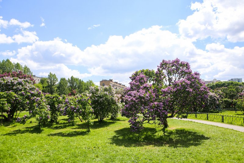 Парк сирени фото