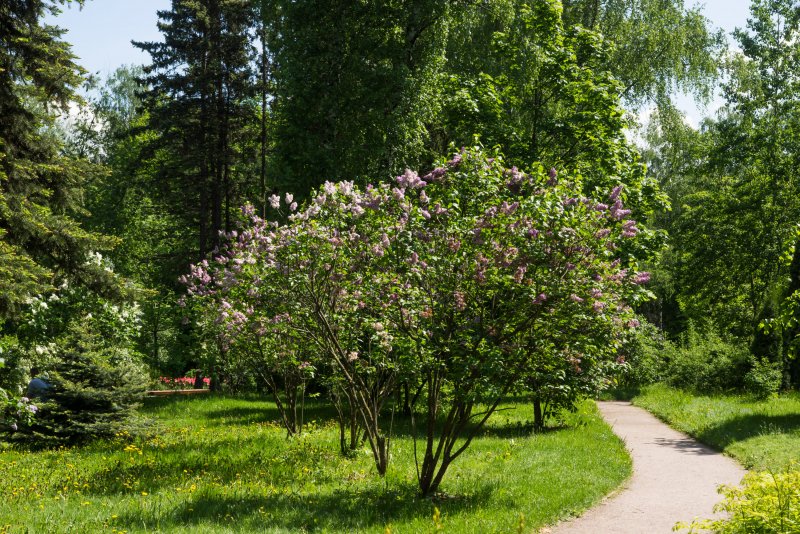 Сирень в Ботаническом саду