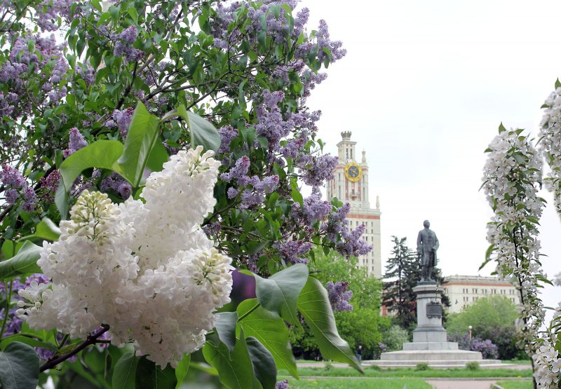 Майская сирень куст