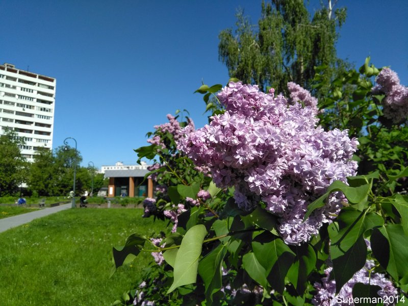 Сиреневый сад в Измайлово