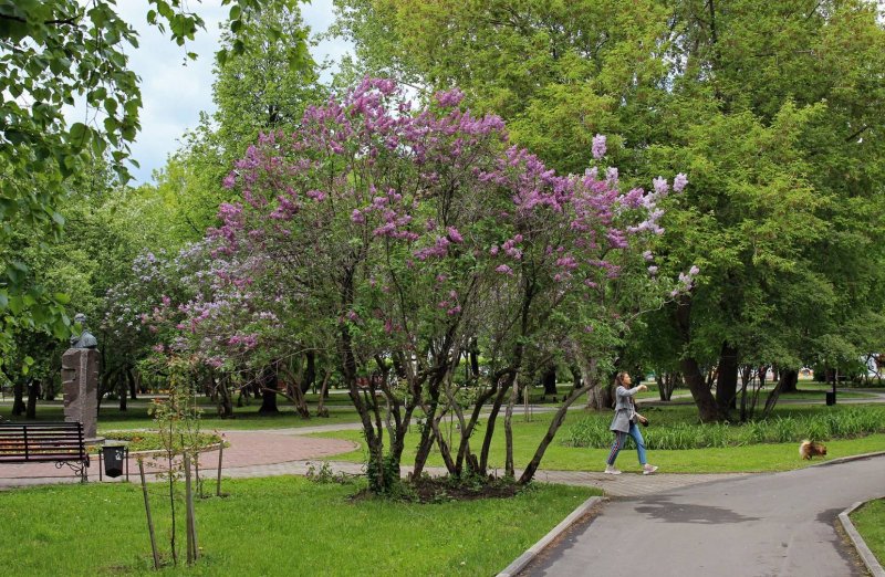 Кустарники красивоцветущие сирень, роза