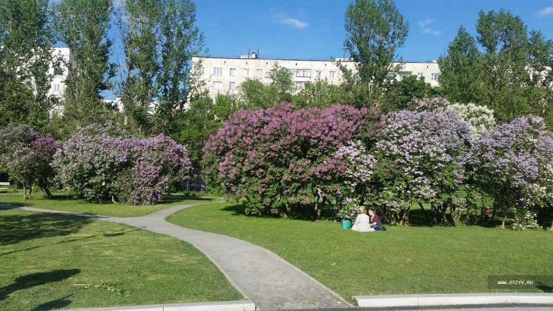 Парк сирени в Москве