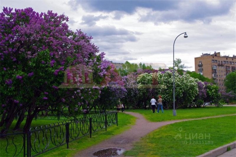 Сирень в парке Победы СПБ