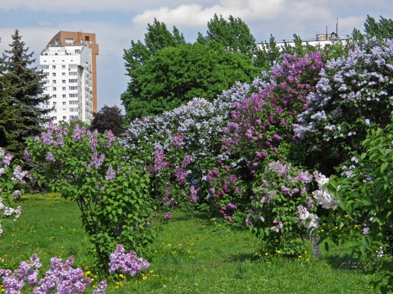 Фестиваль сирени Павловск