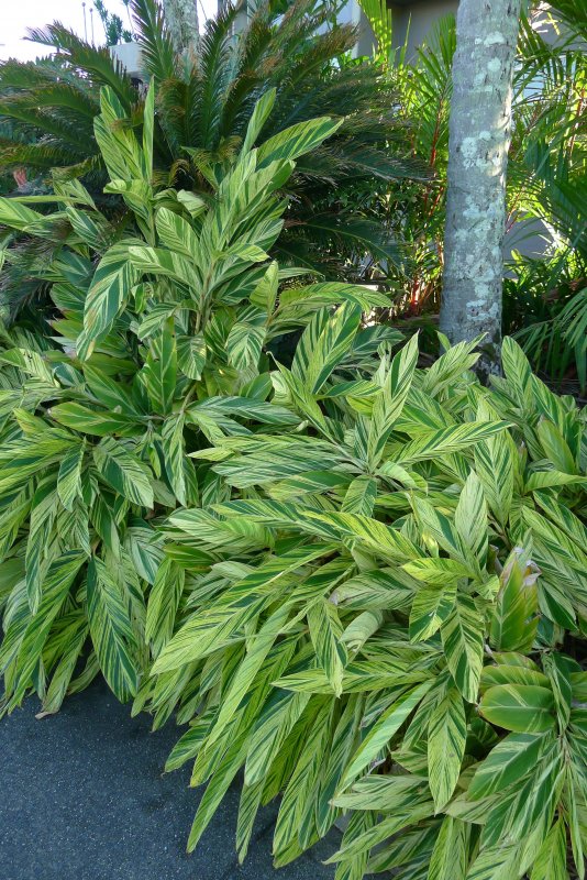 Alpinia zerumbet in floristry