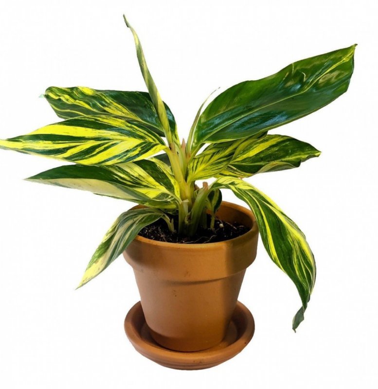 Alpinia Blepharocalyx