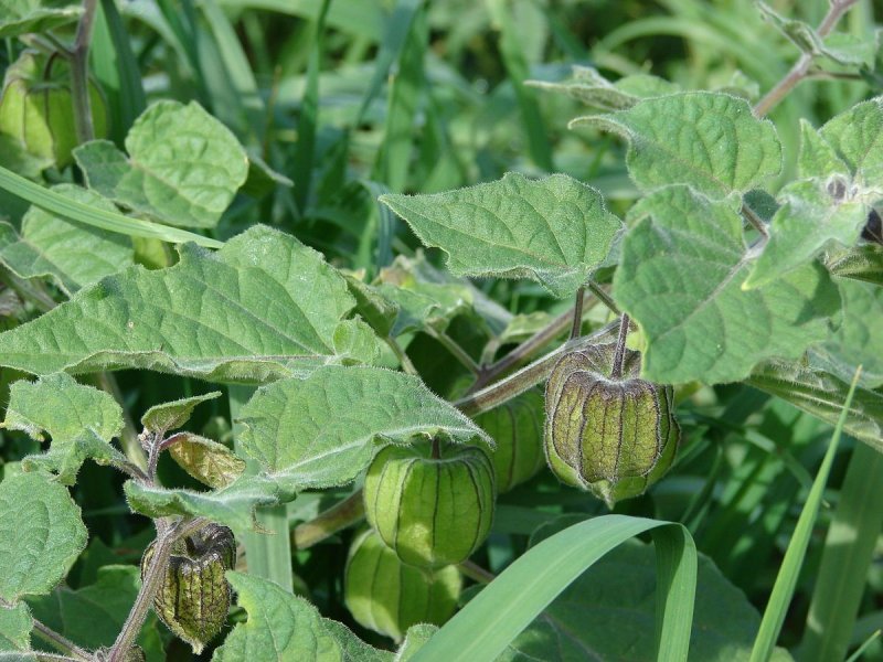 Physalis peruviana растение