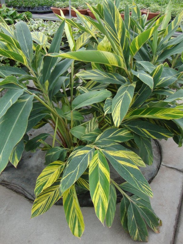 Альпиния luteocarpa