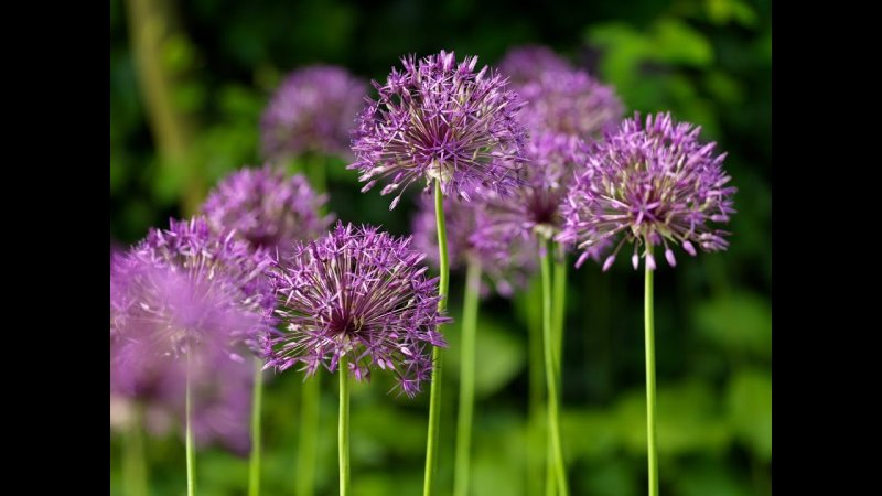 Holland Bulbs аллиум Меркуриус
