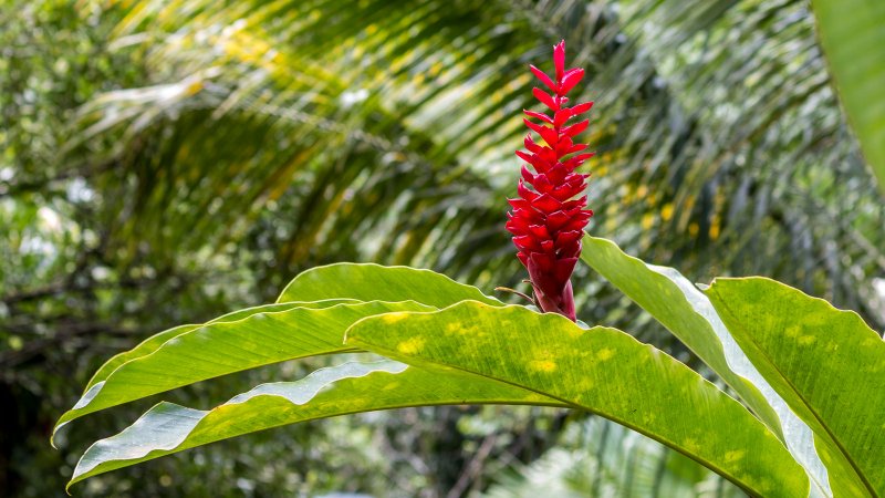 Alpinia Tonkinensis