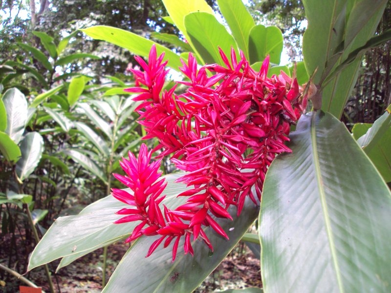 Alpinia malaccensis Альпиния малаккская
