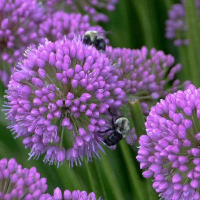 30. Allium aflatunense