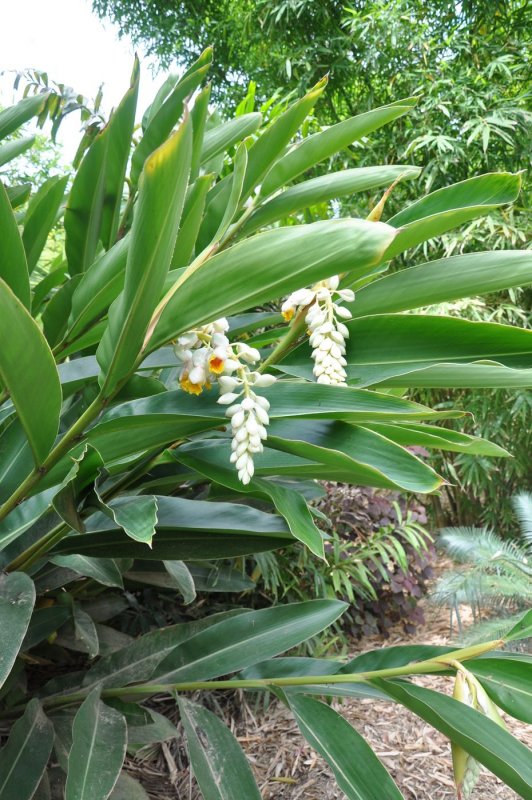 Alpinia zerumbet