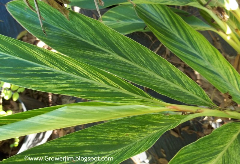 Alpinia zerumbet in floristry