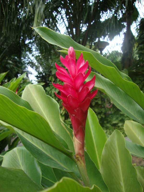 Альпиния zerumbet 'variegata'