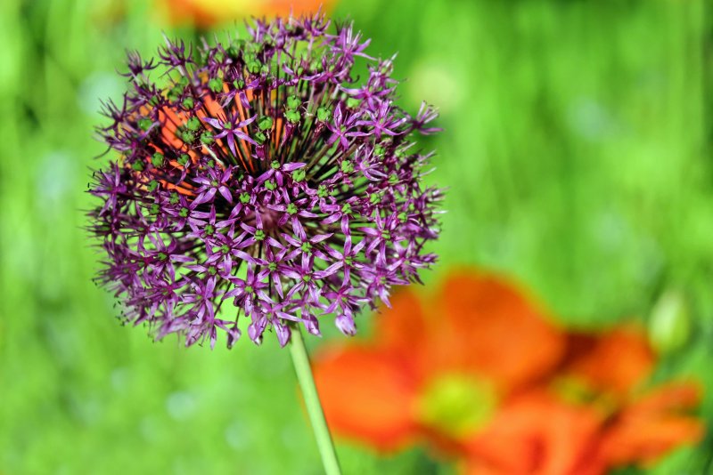 Allium цветы Королев