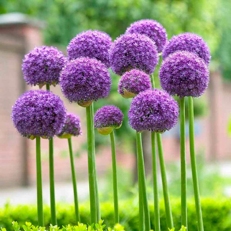 Лук (Allium christophii) 10/12