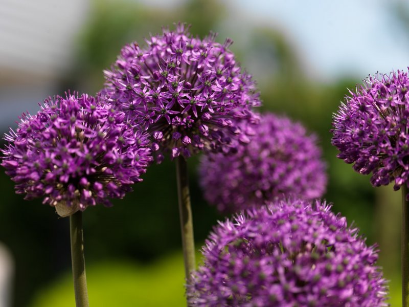 Аллиум Allium Lisa Green