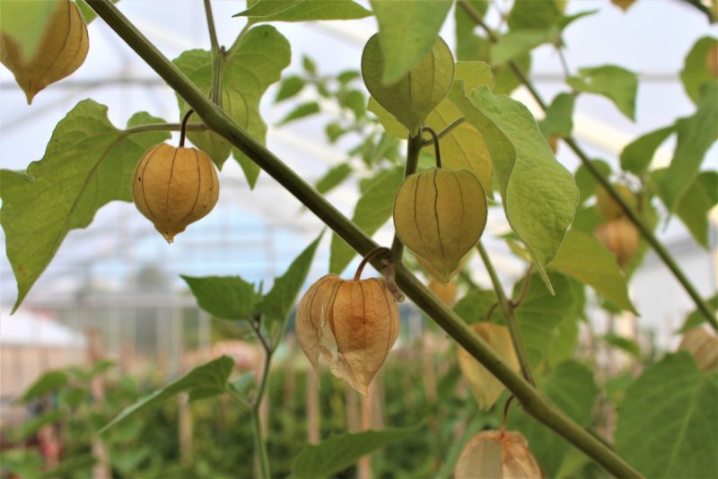 Физалис Земляничный - Physalis pubescens