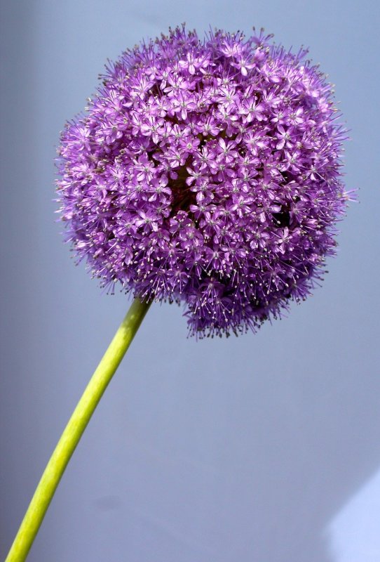 Аллиум Purple Sensation