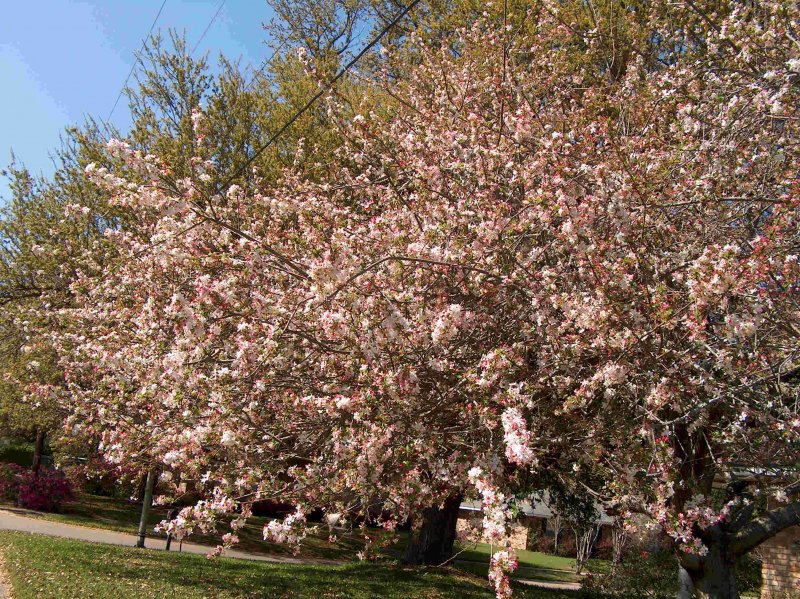 Malus floribunda
