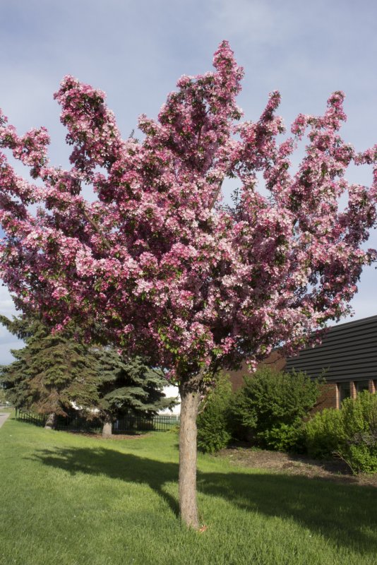 Malus floribunda