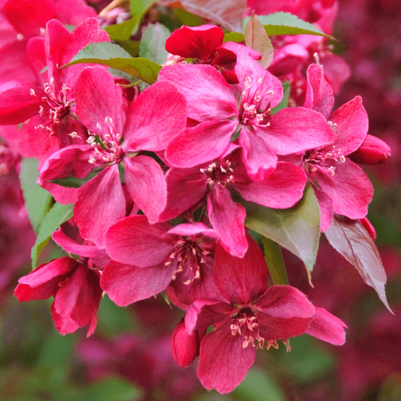 Яблоня Malus Royalty