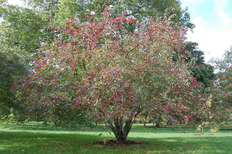 Malus rockii