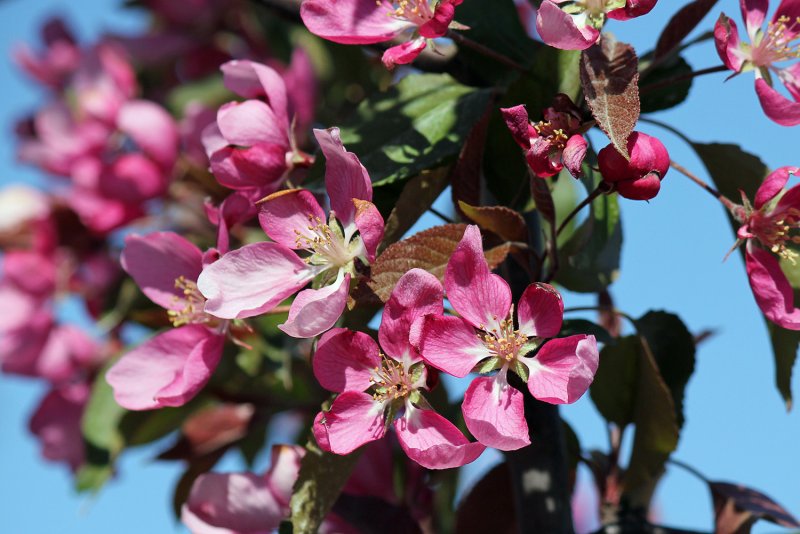 Яблоня `Макамик` Malus `Makamik`