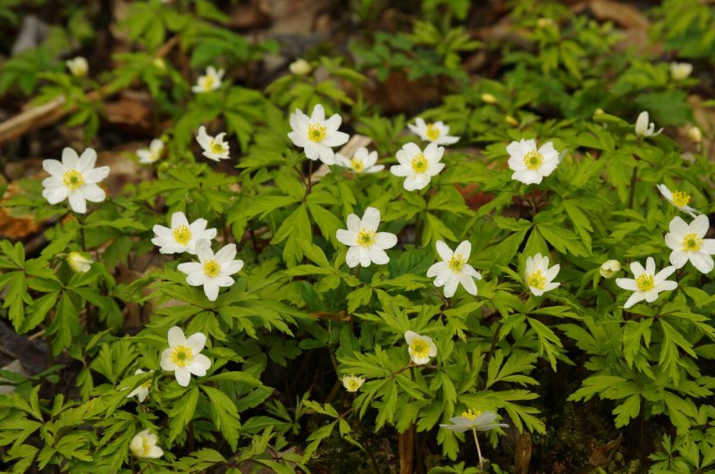 Анемон, ветреница (Anemone)