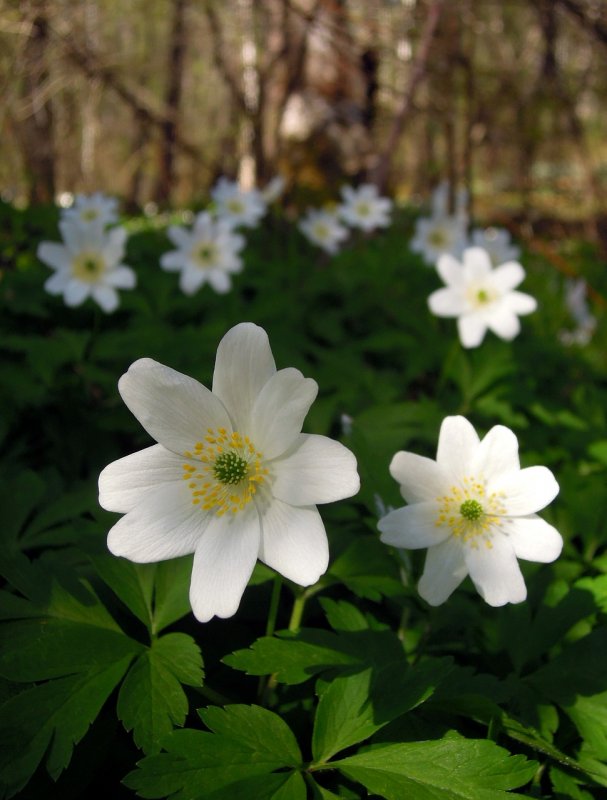 Ветреница Лесная (Anemone Sylvestris)