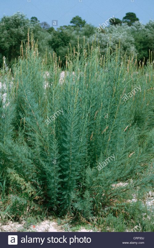Myricaria Germanica