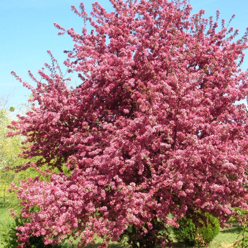 Malus floribunda
