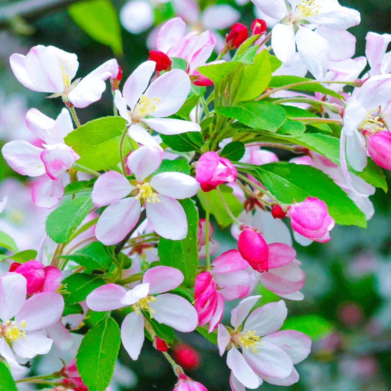 Malus floribunda