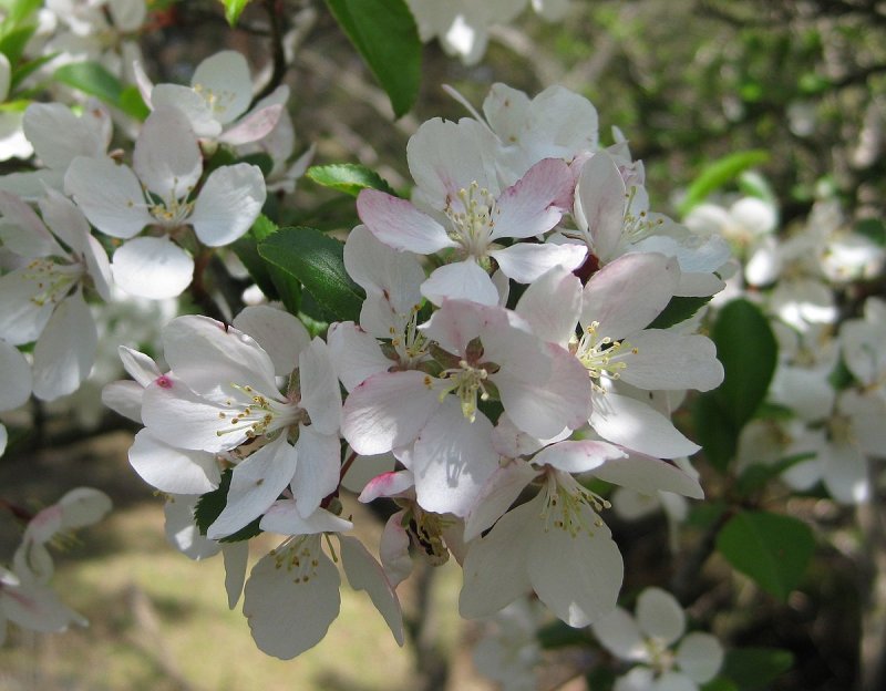 Malus aldenhamensis