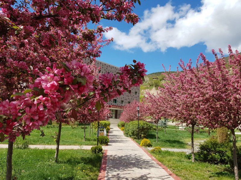 Яблоня Malus prunifolia