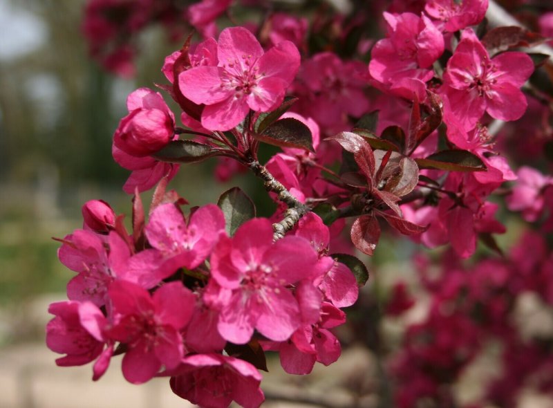 Яблоня Malus Royalty