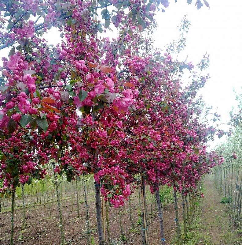 Яблоня Malus Rudolph