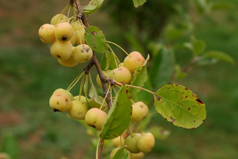 Malus floribunda