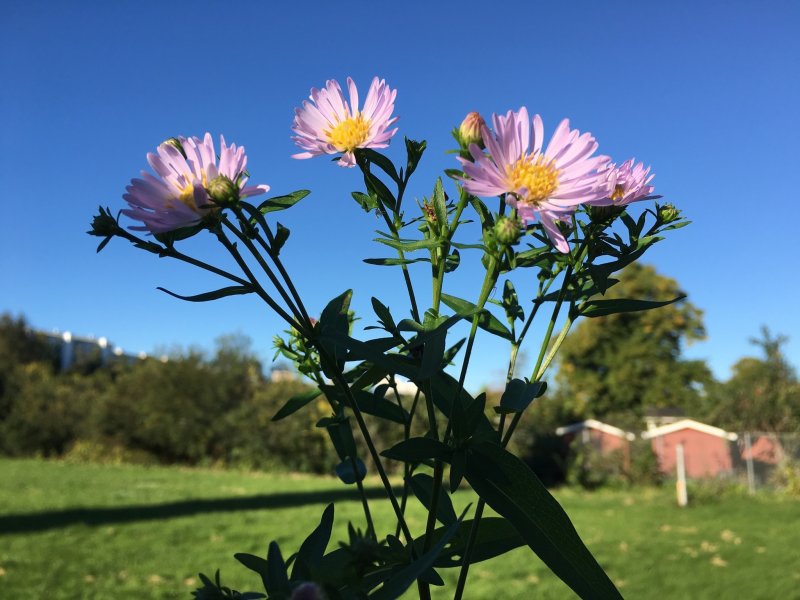 Aster salignus