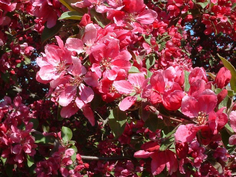 Яблоня floribunda
