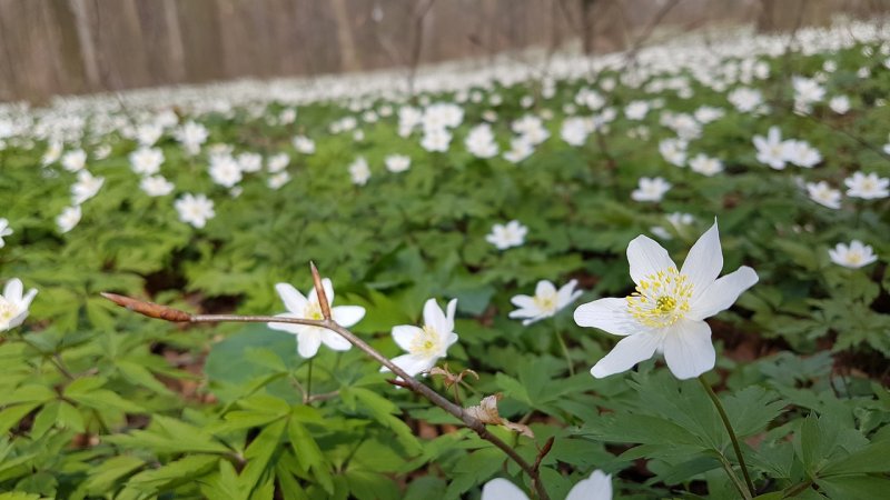 4. Ветреница Лесная (Anemone Sylvestris)