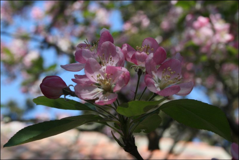 Яблоня флорибунда, Malus floribunda