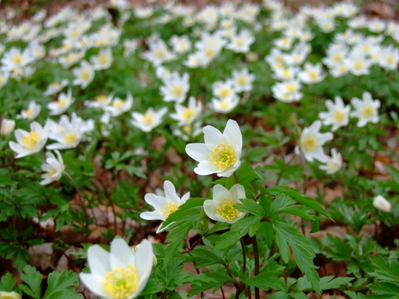 Anemone ветреница Дубравная