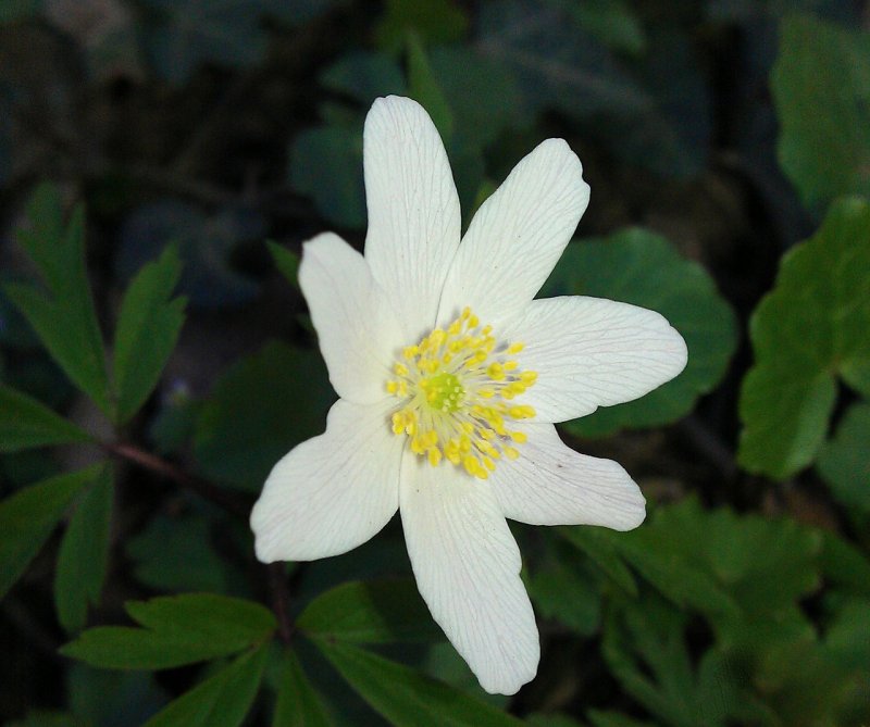 Anemone ветреница Дубравная